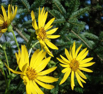yellow_flowers_in_pine